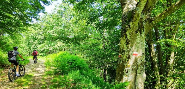 Bici sui sentieri delle Foreste Casentinesi