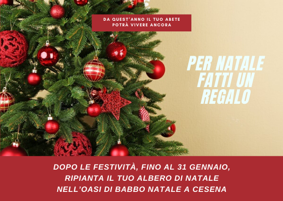 Arriva a Cesena l'Oasi di Babbo Natale dove poter ripiantare gli abeti di Natale