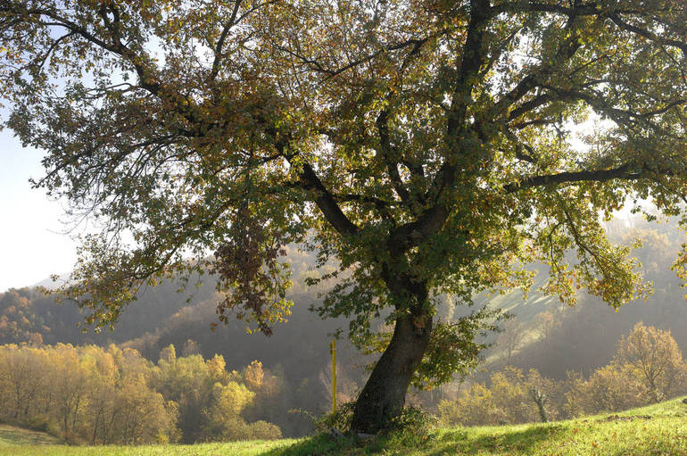 Circondare Cesena con una cintura di alberi? L’ecoistituto ne discute domani all’Agrario