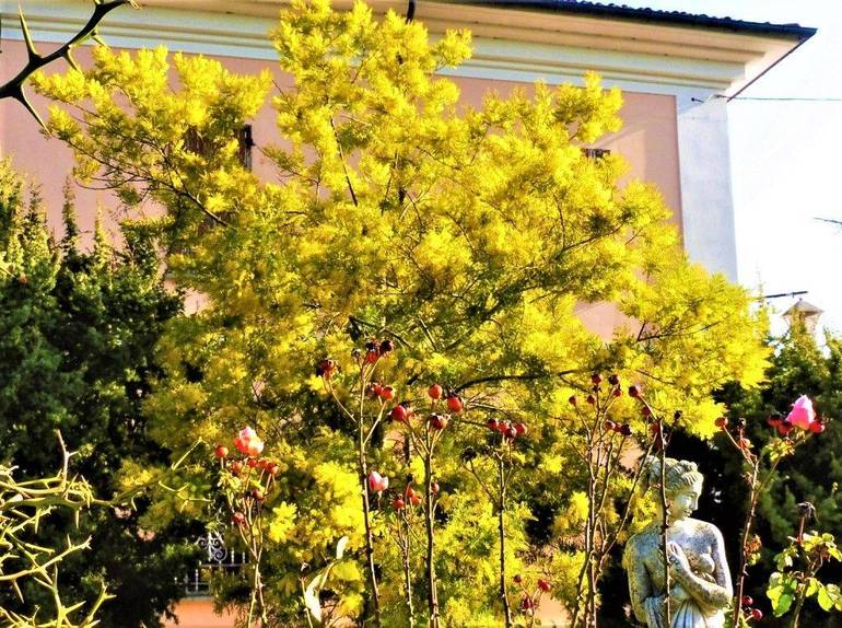Clima impazzito a Cesena: sbocciano le mimose. Nel frattempo cresce l'acqua di Ridracoli