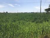 Un campo di grano fotografato questa mattina nella campagna cesenate