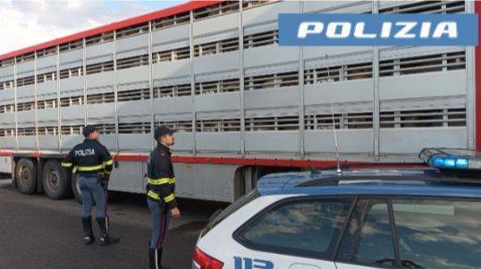 Diretto a Bari con un carico di 700 agnelli, fermato dalla Polizia stradale, poca acqua e gabbie strette