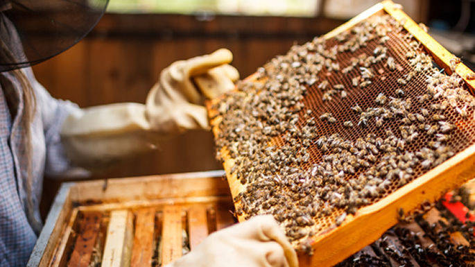 Entra nel vivo il progetto europeo BeePathNet con il corso teorico-pratico di apicoltura