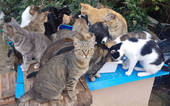 Gatti randagi e colonie feline a Cesena: tutti i numeri