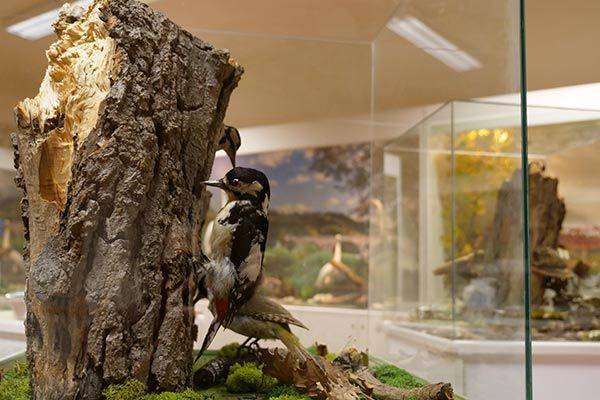 I misteri zoologici tra scienza e folklore al Museo dell’ecologia 