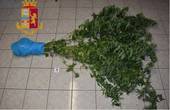 I poliziotti entrano in una casa della periferia di Cesena e trovano una coltivazione di marijuana