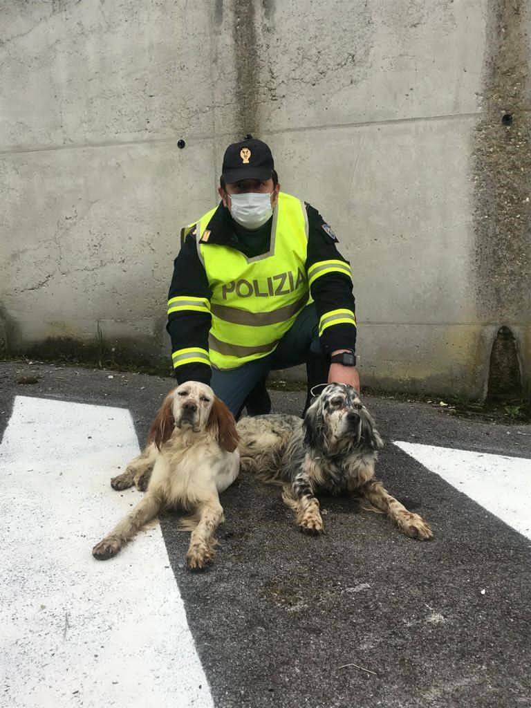 La Polizia Stradale salva due cani di razza setter scappati in autostrada