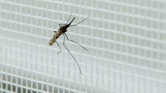 Zanzara tigre, Cesena conferma l'adesione al Protocollo regionale per la prevenzione