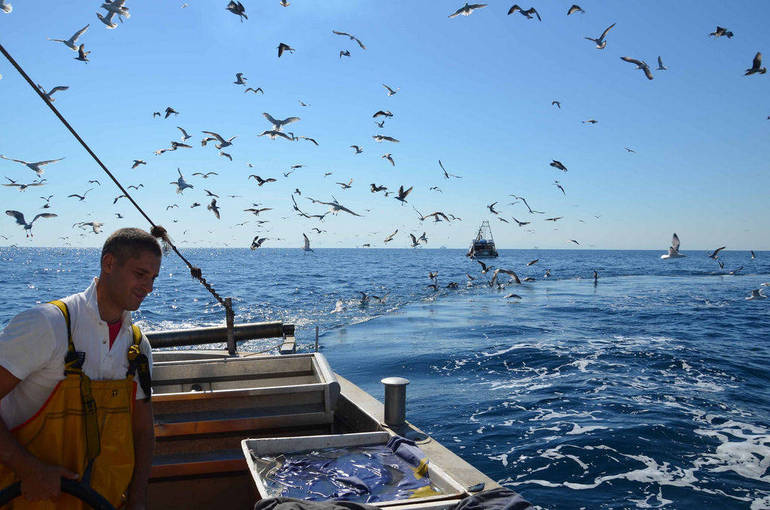 Adriatico pescoso, eutrofizzazione in calo. Buone notizie dagli studi del Crm