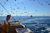 Adriatico pescoso, eutrofizzazione in calo. Buone notizie dagli studi del Crm
