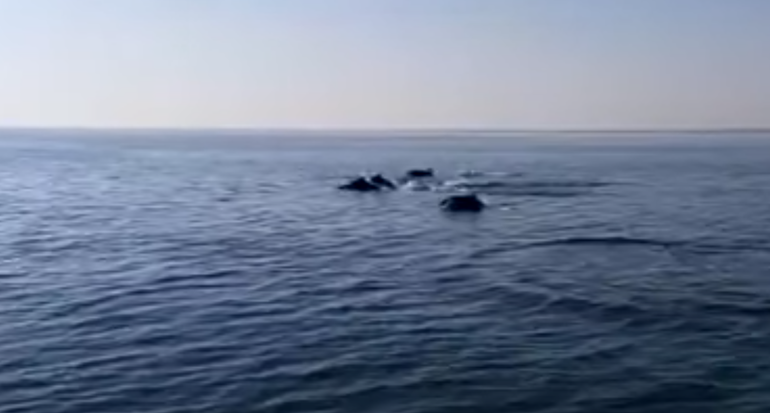 Delfini in Romagna a Pasquetta