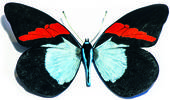 Una farfalla in mostra