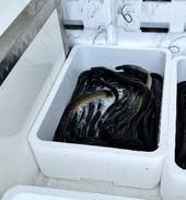 Operazione "Spinnaker", sequestrati 100 chili di anguille