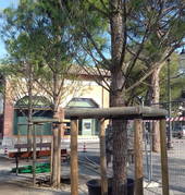 Quattro nuovi pini in piazza Ciceruacchio