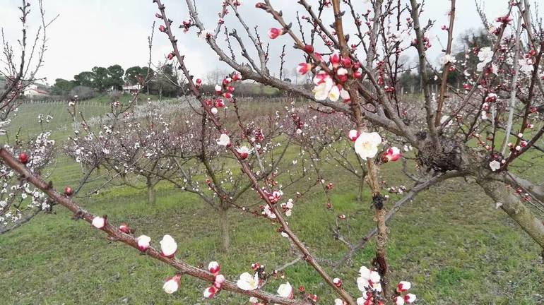 Un'immagine di alberi in fiore della primavera scorsa nella campagna cesenate