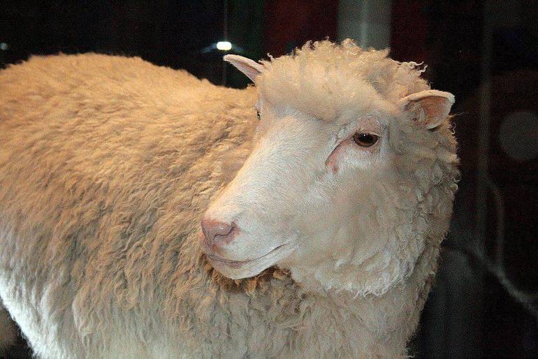Dolly, la pecora creata in seguito alla clonazione di una cellula somatica nel 1996 (Foto Toni Barros)