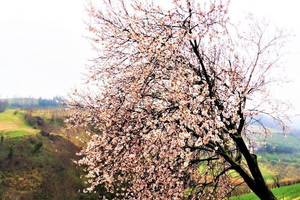 Un febbraio tra gelate e cenni di primavera - Foto Savoia (12)