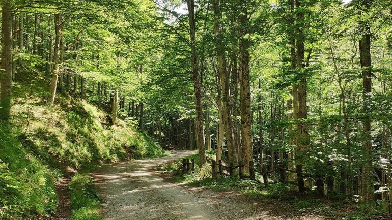 Strada forestale a Badia Prataglia (foto archivio Venturi)