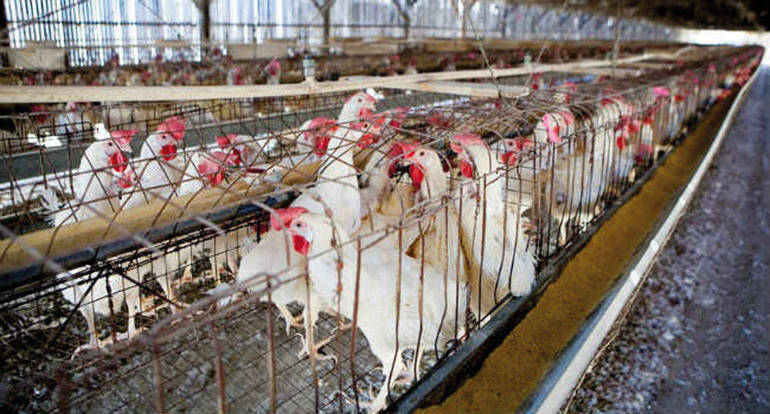 "Ritirare l'autorizzazione all'allevamento intensivo di polli"