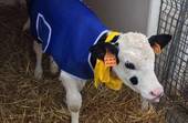 Maltempo: Coldiretti, cappotti alle mucche per salvarle dal gelo
