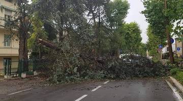 albero abbattuto a San Mauro pascoli.2.8.2019