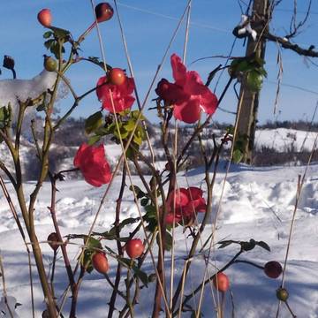 neve e fiori a montepetra.rosalba comandini.13.1.2021.ridotta