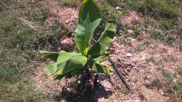 Foto prime piante di banano
