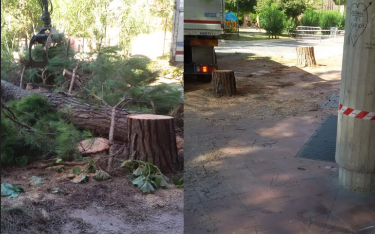 Il sindaco Giovannini sull'abbattimento degli alberi "Decisione presa per la tutela dei cittadini"