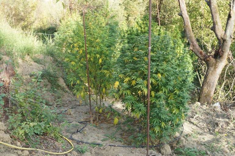 Scoperte tre piantagioni di marijuana nel Rubicone 