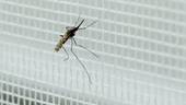 Un caso di Dengue nel Comune di Gatteo