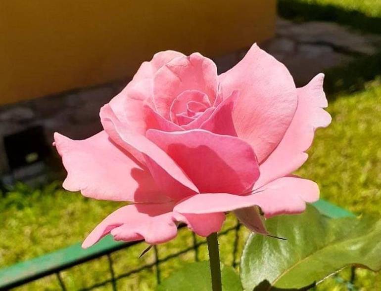 Una rosa per Anita Garibaldi