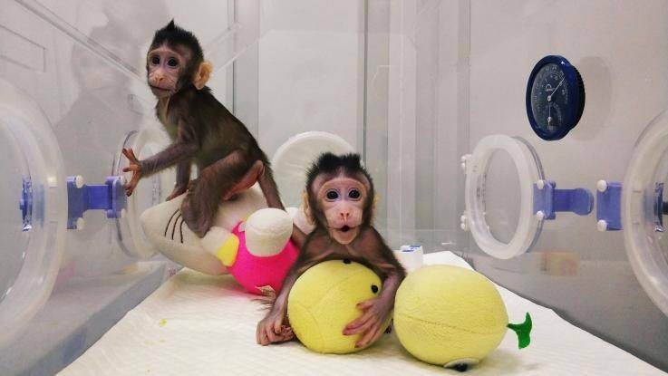 La pecora Dolly e le scimmie clonate: inaccettabile sull’uomo