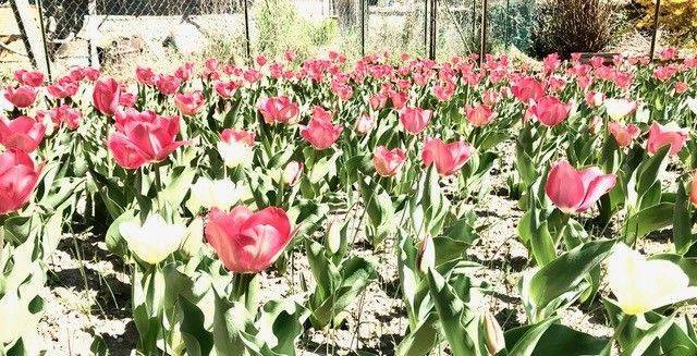 A Mercato Saraceno apre un giardino di tremila tulipani contro l'Alzheimer