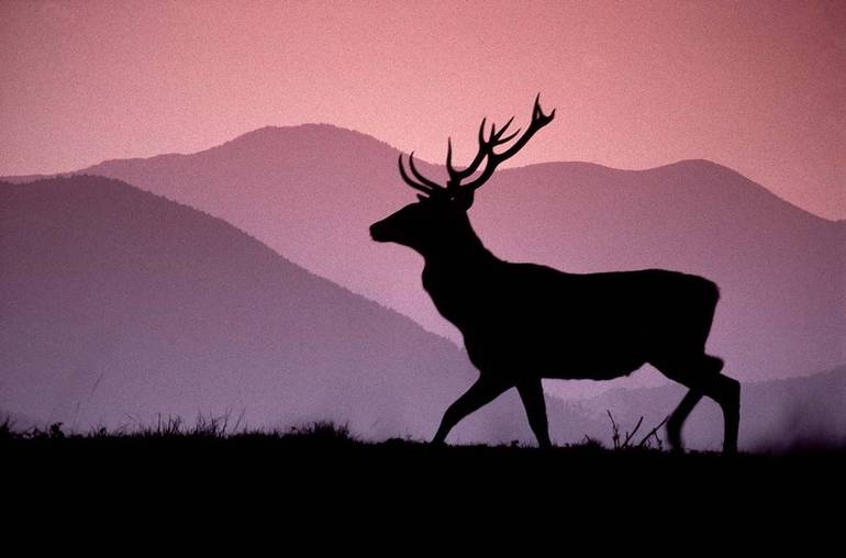 Cervo su sfondo tramonto (Foto di Graziano Capaccioli)