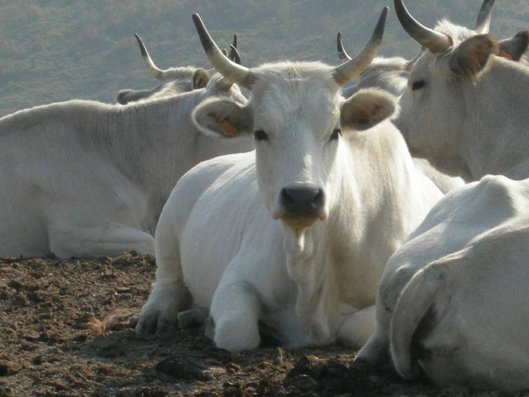 Un convegno sui bovini di razza romagnola