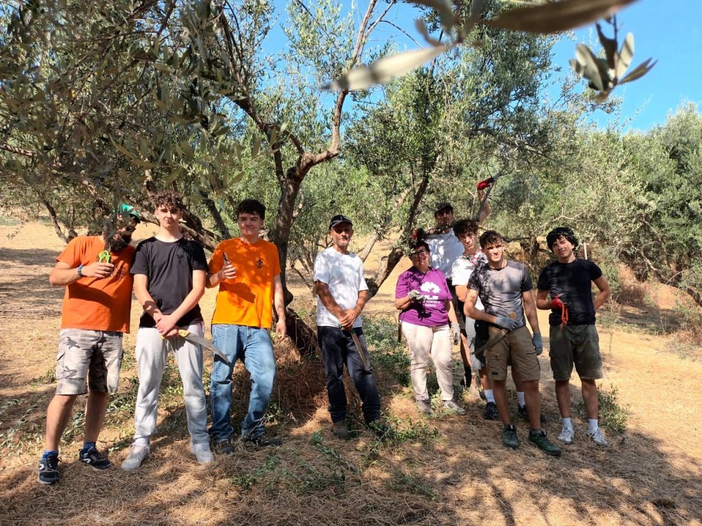 Potatura di ulivi al campo estivo