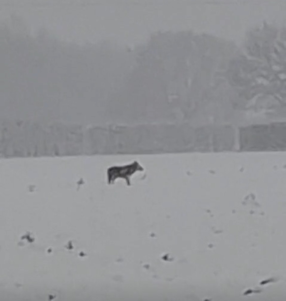 Un fermoimmagine del video di Monica Golinucci